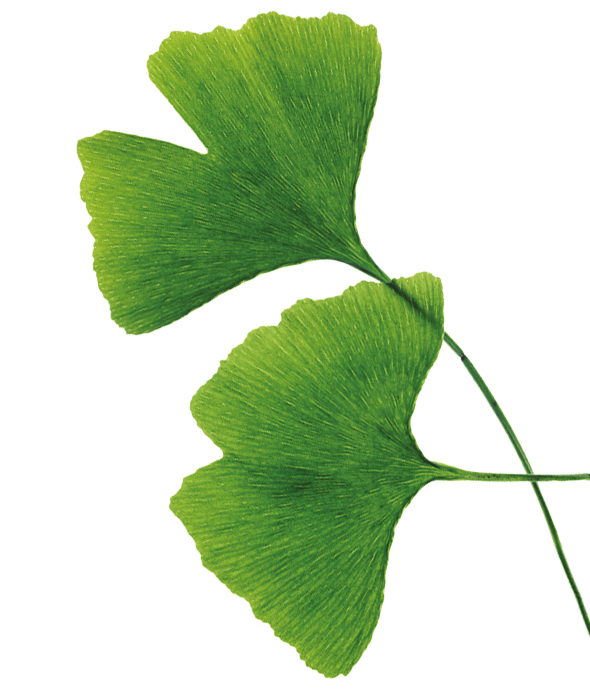 Foglie di Ginkgo Biloba